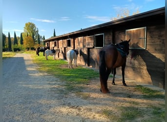 Internationale ervaring in Toscane