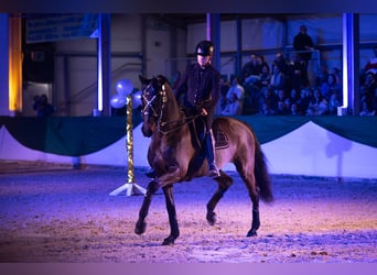 Leerling paardenhouder gezocht voor de afdeling Service en Huisvesting