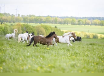 Leerling paardenhouder gezocht voor de afdeling Service en Huisvesting