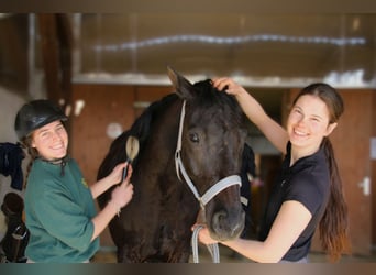 Leerling paardenhouder gezocht voor de afdeling Service en Huisvesting