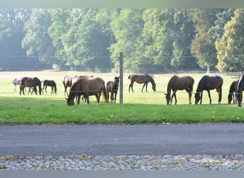 Paardendressuur, Opleidingsplek Paardendressuur fokkerij, Paardenverzorger, Stageplaats