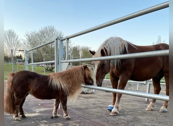 Paardenvakvrouw/-man (50-100%) voor Centrum voor Paardengezondheid en Paardemedicine