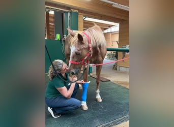 Paardenvakvrouw/-man (50-100%) voor Centrum voor Paardengezondheid en Paardemedicine