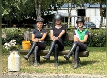 Stage en vacances avec un cheval, éventuellement formation pour devenir éleveur de chevaux.