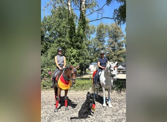 Stage en vacances avec un cheval, éventuellement formation pour devenir éleveur de chevaux.