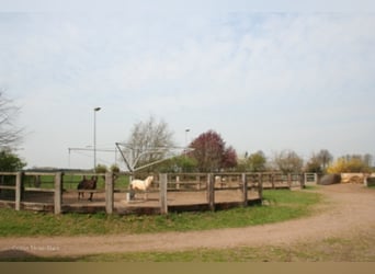 Vacature - Paardenhouder gezocht (bij voorkeur met specialisatie in fokkerij)!