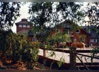 Vacature - Paardenhouder gezocht (bij voorkeur met specialisatie in fokkerij)!