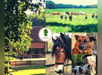 Zoekt een paardenmens (m/v/d)