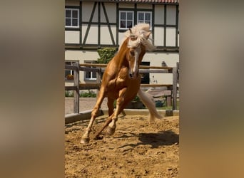Zoekt u een paardenhouderijmedewerker