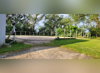 ☆ Bereiter*in in privaten Springstall gesucht ☆