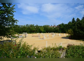 ☆ Bereiter*in in privaten Springstall gesucht ☆