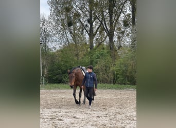 Beritt & reitunterricht 