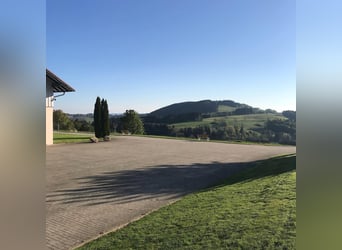 PFERDEPFLEGER/ Stallhelfer 