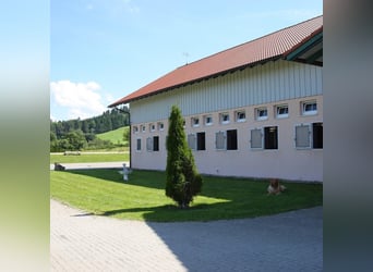 PFERDEPFLEGER/ Stallhelfer 