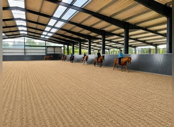 Ruiterinstructeur (m/v/d) voor een IJslandse paardenhouderij (Trainer C, Paardenhouder met specialis