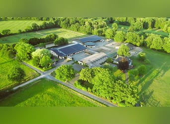 Mitarbeiter/Mitarbeiterin gesucht zum Pferde rein- und rausstellen, longieren.