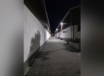 Eersteklas verzorging voor eersteklas sportpaarden: stalmedewerker / groom (m/v/x) gezocht!