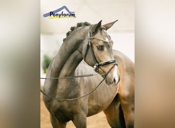 Experienced Pony Rider Wanted in Marsberg, Germany