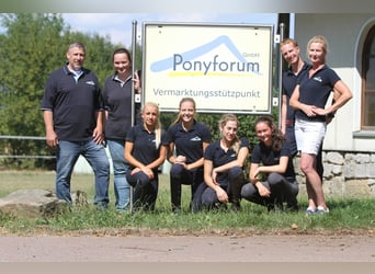 Experienced Pony Rider Wanted in Marsberg, Germany