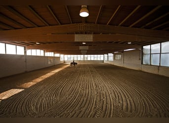 Zoekt Western-paardenhouder en mentrainer voor de stal – Montaione (FI)
