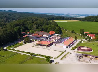 Pferdepfleger für Dressur-, Ausbildungs- & Turnierstall gesucht