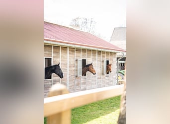 Pferdepfleger für Dressur-, Ausbildungs- & Turnierstall gesucht