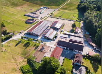 Pferdepfleger für Dressur-, Ausbildungs- & Turnierstall gesucht