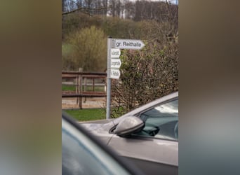 Pferdepfleger für Dressur-, Ausbildungs- & Turnierstall gesucht