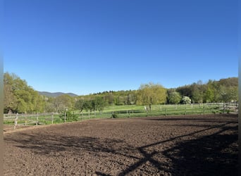 Pferdepfleger/ Jungpferdereiter