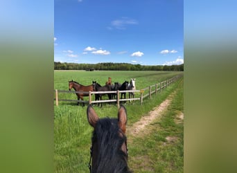 Pferdewirt/-in / Pferdepfleger/-in / Homegroom gesucht