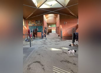 Pferdewirt/-in / Pferdepfleger/-in / Homegroom gesucht