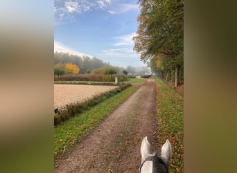 Pferdewirt/-in / Pferdepfleger/-in / Homegroom gesucht