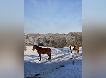 Pferdewirt / Reitlehrer / Trainer (m/w/d)  gesucht