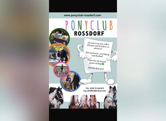 Ponyclub Trainer 