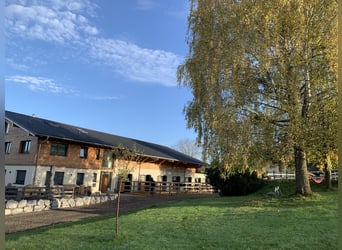 Droomberoep: Paardenspecialist