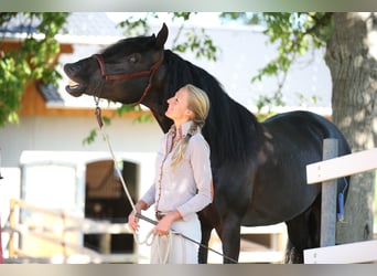 Droomberoep: Paardenspecialist