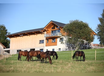 Droomberoep: Paardenspecialist