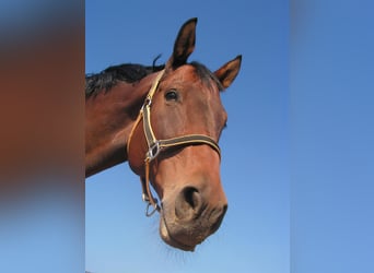 Praktikumsstelle Pferdebranche deutschlandweit mit Möglichkeit zum Reiten Lernen gesucht