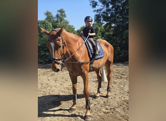 Suchen Reitlehrer/in für bis zu 20Std/Wo in besonderem Verein in HBS!