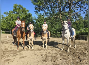 Suchen Reitlehrer/in für bis zu 20Std/Wo in besonderem Verein in HBS!
