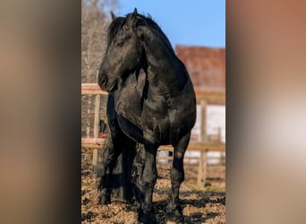 Internationale Vermittlung  von Pferden und Ponys