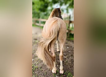 Vermittlung (auch online) von Pferden und Ponys