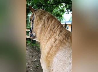 Vermittlung (auch online) von Pferden und Ponys