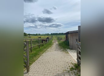 Westerntrainer Assistent - Reining 