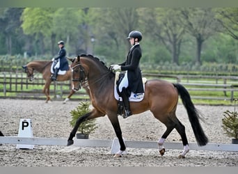  Working Student Position – Dressage Stable in Weert, The Netherlands . Available October 1st!