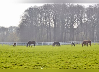 8-12 Boxen mit eigener Sattelkammer , Koppel, Winterauslauf auf renommiertem Gestüt 