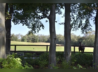 Anzeige endet 31.12.25 Einfamilienhaus mit Pferdeboxen, Reitpaltz, Weiden ( 8ha Land) in Alleinlage 