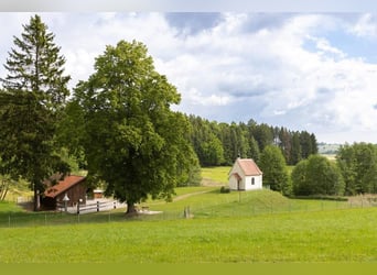 Boerderij kopen in het Allgäu, absolute afgelegen locatie met ongeveer 11 hectare weilanden voor men