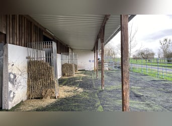 Compleet paardenstal met 15 paddockboxen, 8 openluchtstallen, binnenbak en dressuurbaan voor €2000, 