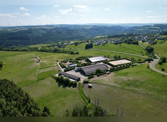 Droomachtig groot ruitercomplex in panoramalocatie tussen Trier en Luxemburg